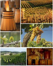 La Grande Champagne, un terroir