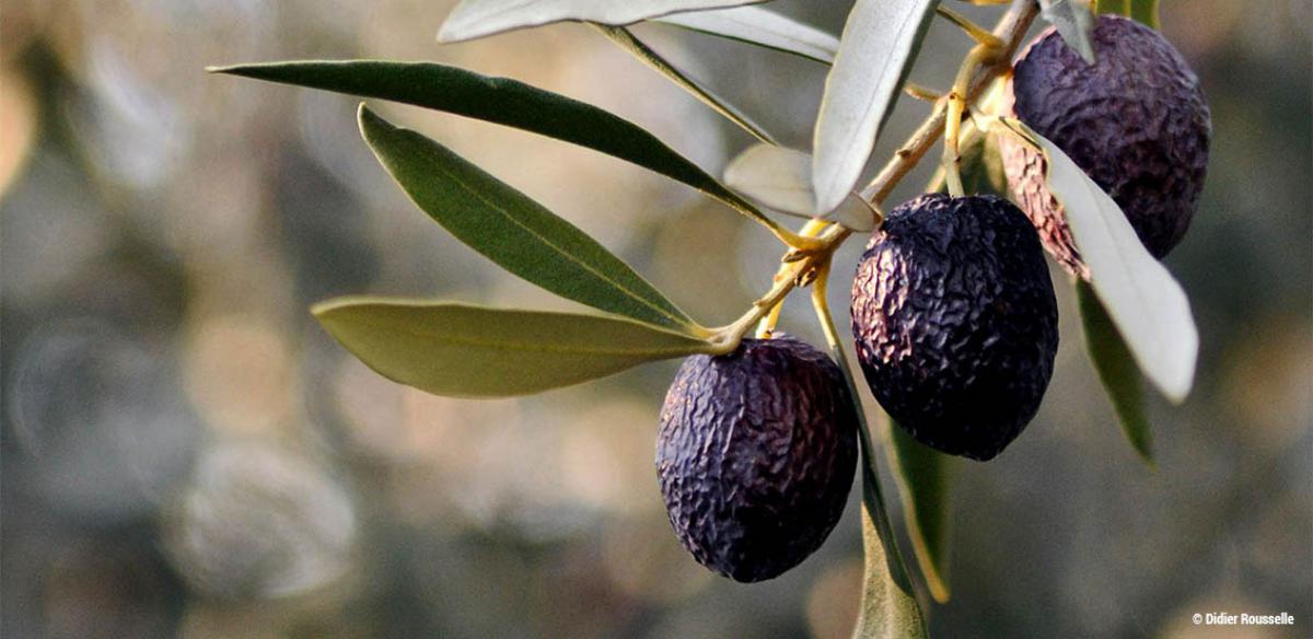 La réine de NYONS (AOP)